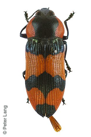 Castiarina gibbicollis, PL2631A, male, from Grevillea pterosperma, EP, 12.6 × 4.6 mm